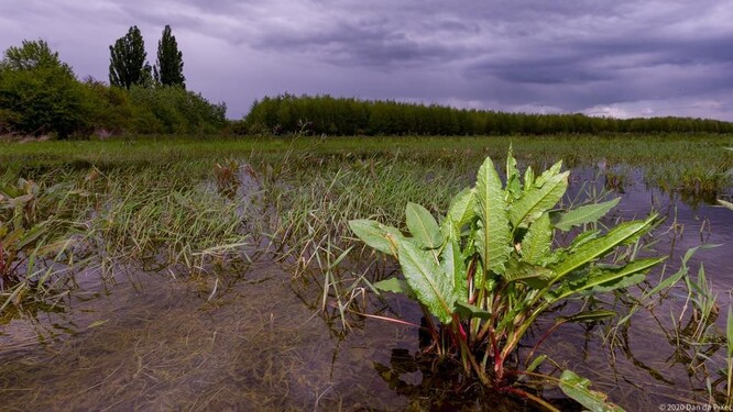 Mokřadní lokalita, kde by měl stát areál Svět záchranářů.