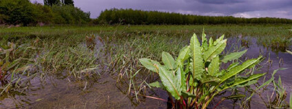 Foto:  lysanasspojuje.cz