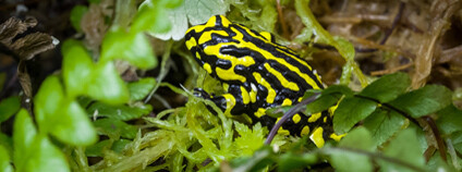 Foto: Miroslav Bobek