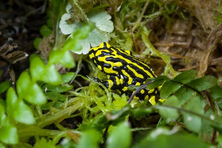 Paropucha corroboree je jednu ze zvířecích ikon Austrálie.