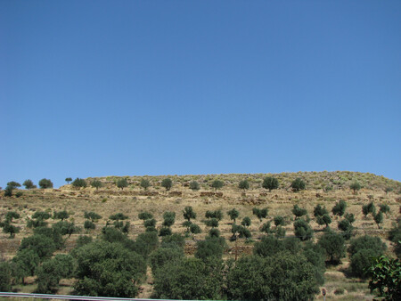 Za 50 eur ročně (skoro 1300 Kč) dostává asi 2500 kmotrů každý měsíc na mobilní telefon fotografie svého olivovníku a jednou ročně dva litry oleje. Na snímku olivovníky v Oliete.