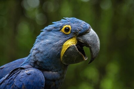 Do zlínské zoologické zahrady se v sobotu vrátil papoušek ara hyacintový, jeden ze tří uprchlíků, kteří minulou neděli pokořili novou ocelovou síť ve voliéře a uletěli vzniklým otvorem.