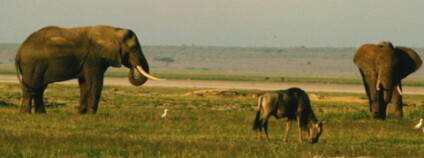 Africký park Amboseli v Keni. Foto: Nicolas Barcet Wikimedia Commons