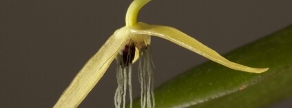 Bulbophyllum nocturnum - jediná, v roce 2011 objevená, orchidej kvetoucí v noci Foto: Andre Schuiteman / Royal Botanic Gardens, Kew