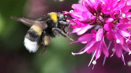 Sledovat let čmeláka v otevřené krajině není nic snadného.