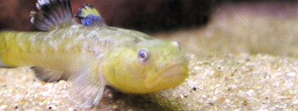 Hlaváči pustinní se vyskytují v potocích a vodních tůních v suchých oblastech kolem australského jezera Eyre. Foto: Annalog / Wikimedia Commons