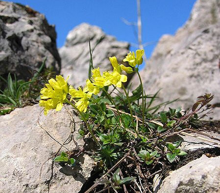 Vědci měří seizmickou aktivitu Alp, senzory jsou i v Česku. Vědci si od výzkumu slibují nové poznatky o složení litosféry, jejíž tloušťka se pohybuje kolem sta kilometrů, a také o ještě hlubších vrstvách. V takových hloubkách by mělo být někdejší mořské dno, jehož stáří je několik desítek milionů let. / Ilustrační foto Alp
