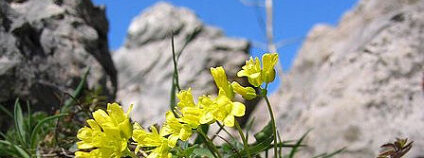 Chudina vždyzelená - rostlina vápencových skal. Foto: Tigerente / Wikimedia Commons
