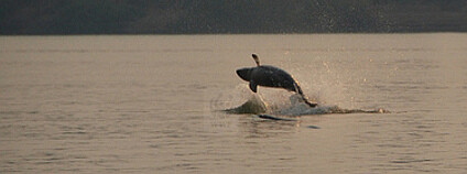 Orcela tuponosá Foto: CRDTKratie Flickr.com