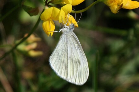 Právě objevený druh běláska je k nerozeznání od běláska Réálova a běláska hrachorového (na obrázku).