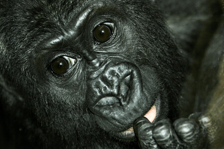 O možném propojení obou městských příspěvkových organizací se v Praze poprvé začalo mluvit v roce 2008. Magistrát přitom vycházel z auditu botanické zahrady. Motivací byly především úspory. Na ilustračním snímku gorilka Moja.