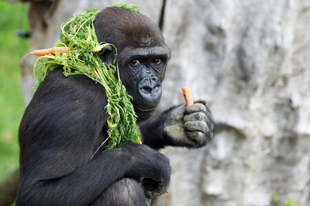 Povahově je Moja podle chovatele stejná, jako když Prahu opouštěla. "Je pro každou srandu, dělá blbosti, provokuje," řekl Ždánský. I v novém domově využívá Moja zkušenosti z pražské skupiny. Snaží se být dominantní samicí. Na obrázku Moja ještě před odjezdem do Španělska před pěti lety