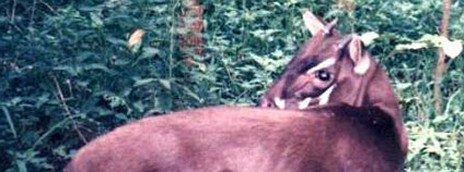 Saola Foto: Silviculture Wikimedia Commons