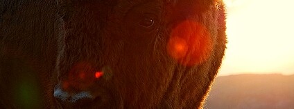 Zubr evropský Foto: Анна Василева Wikimedia Commons