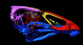 Lebka ptáka nazvaného asteriornis maastrichtensis.