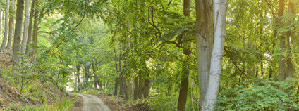 Krušnohorské bučiny Foto: Ibra Ibrahimovič / Greenpeace