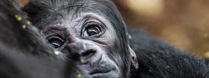 Foto: Miroslav Bobek / Zoo Praha