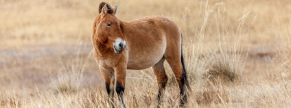 koně Převalského. Foto: Miroslav Bobek / Zoo Praha