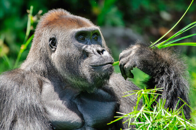Makumba, stříbrohřbetý samec gorily nížinné.