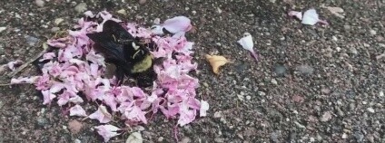 Foto:  Sunny Mon / youtube.com