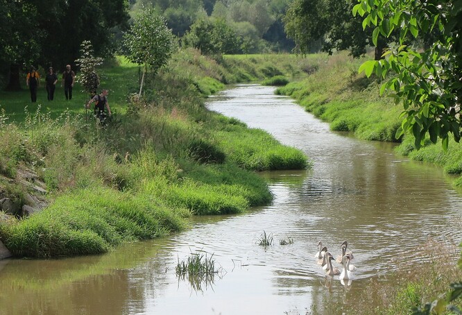Labutě na řece Klabavě.
