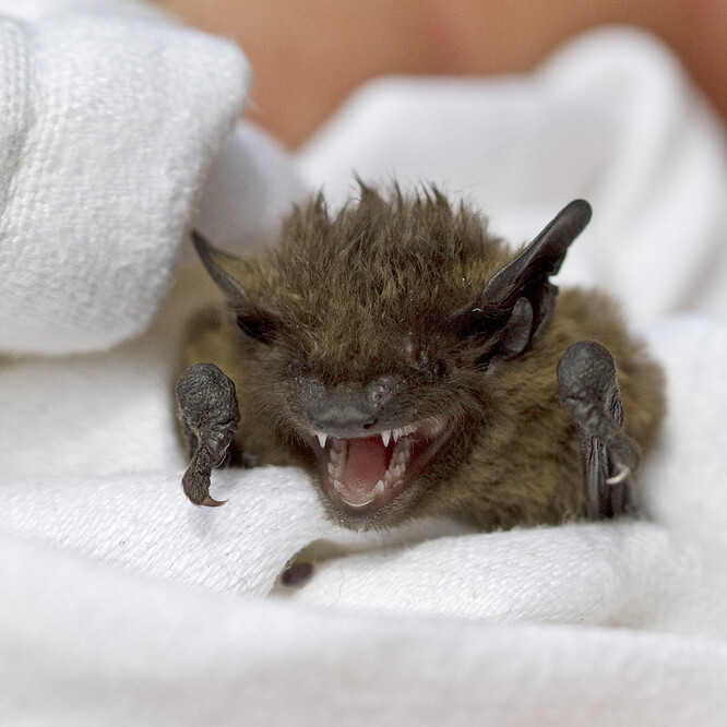 Zachráněný netopýr hvízdavý.