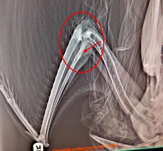 Srostlá fraktura jeřába popelavého.