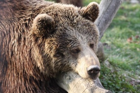 Do Kladna se medvědice Marta a Míša dostaly v roce 2001, předtím je na parkovišti u Moravských Budějovic zanechal ukrajinský cirkus.