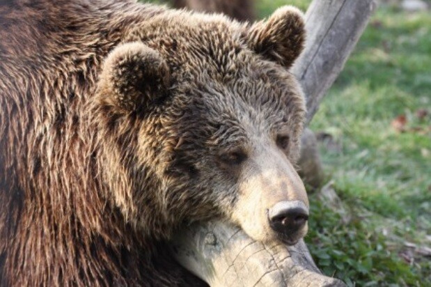 Město se medvědic ujalo poté, kdy je v roce 2001 zanechal ukrajinský cirkus na parkovišti u Moravských Budějovic.