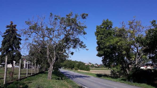 Ořešák královský u obce Blučina se silným prosycháním koruny.