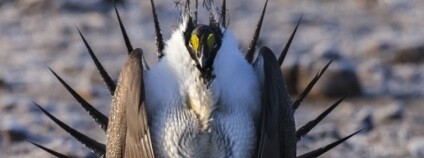 Foto: Rick McEwan / news.ucsb.edu