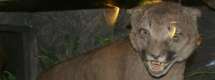 foto: Policie České republiky – KŘP Libereckého kraje