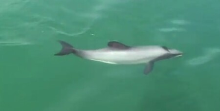 Vzhledem k tomu, jak je delfínů maui už málo, experti soudí, že vyhyne do roku 2030, jestliže nebude přijato nějaké urgentní opatření.