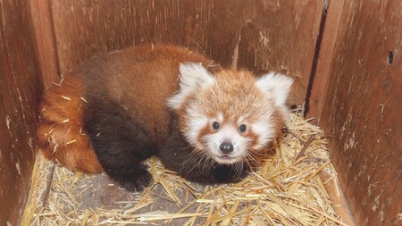 Návštěvníci zoologické zahrady v Praze mohou v expozici nedaleko hlavního vchodu spatřit mládě vzácné pandy červené.