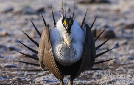 Tetřívek pelyňkový je něco jako lakmusový papírek, ukazující na kvality prostředí. Tam, kde se vyskytuje, je totiž velmi pravděpodobný i výskyt 350 dalších druhů živočichů a rostlin, které si ochranu rovněž zaslouží.