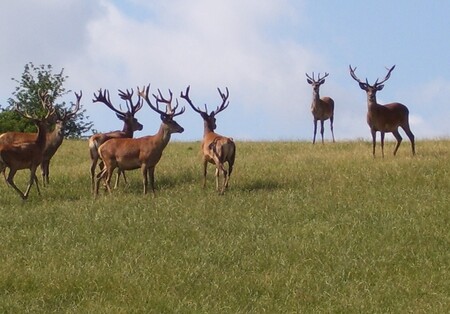 Jelení farma na Náchodsku kvůli suchu zredukuje počet zvěře. / Ilustrační foto