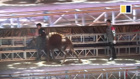 Na východě Číny mistři bojových umění provozují originální způsob býčích zápasů, aniž by zvíře usmrtili.