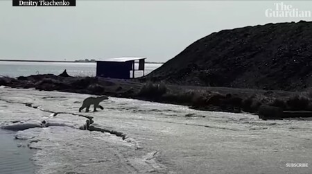 Zubožené zvíře zřejmě ze vzdáleného poloostrova Čukotka cestovalo na ledové kře 700 kilometrů a přiblížilo se až k lidskému obydlí na Kamčatce.