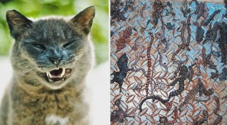 Vědci svou studii opírají na více než 10.000 vzorků potravy, které získali z exkrementů či obsahu žaludku odchycených toulavých koček (na obrázku). Průměrně každá toulavá kočka zabije průměrně 225 plazů ročně. Podle studie, kterou zveřejnil časopis Wildlife Research, se obětí koček stává 250 různých druhů plazů včetně pouštního scinka Egernia kintorei, agamy australské či gekonů.