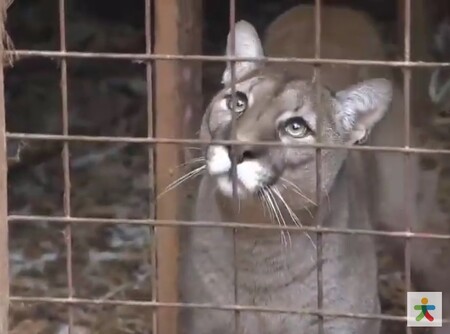 Kontaktní zoopark se bude behěm dvou následujících měsíců stěhovat se všemi svými zvířaty, s čímž souvisí i odstranění všech problémových staveb.