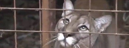 foto: kudyznudycz / youtube.com