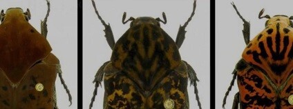 foto:  Richard Weber / youtube.com