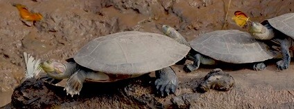 Foto: The Jungle Diaries / youtube.com