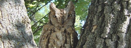 foto: Andrea Lupo / commons.wikimedia.org