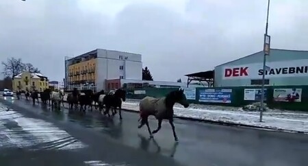 Skoro dvacetičlenné stádo koní ve středu překvapilo v ulicích na okraji Šumperka místní obyvatele.