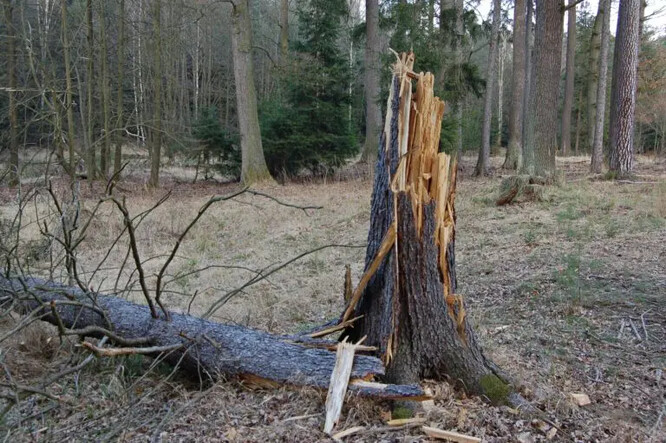 jednotlivý zlom smrku způsobený větrem.