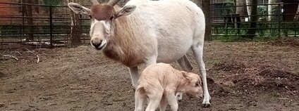 Mládě adaxe núbijského s matkou Foto: Lenka Pinkavová Zoo Hodonín