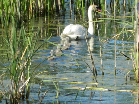 Dejme šanci přírodě Dejme šanci přírodě