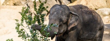 Foto: Petr Hamerník Zoo Praha