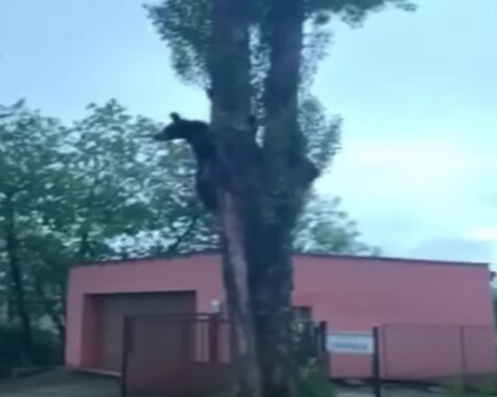 Na záznamu, který pořídil řidič projíždějícího automobilu, je vidět huňáč běžící po chodníku podél plotu a domu. Zvědavé vozidlo, které přibrzdilo, šelmu natolik zaskočilo, že se obrátila a vyšplhala na nejbližší strom, z něhož pak couvajícího vetřelce obezřetně sledovala.